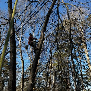 Tree climber pruning branches high in a tree canopy